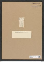 Goniothecium odontella Ehr. (de-Toni-Nr.: Genus 157, Species 4227) Zeichnungen Sammlung Grunow Nr. 7794 (NHMW-BOT-W0377031)